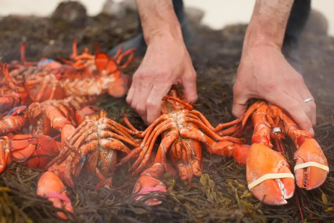 wampanoags clambakes on cape cod