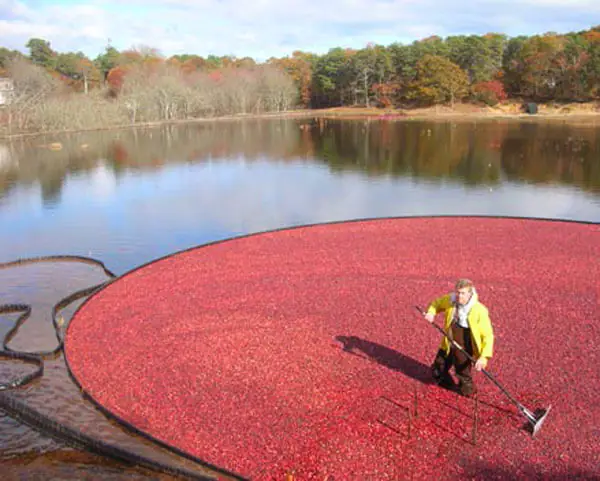men plowing cranberries harvested cape cod island
