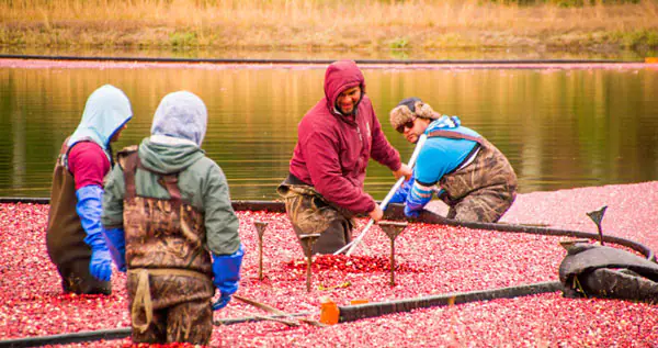 people helping harvesting enjoying cranberries hog cape cod island