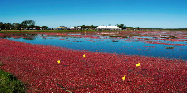 photo cranberries cape cod island