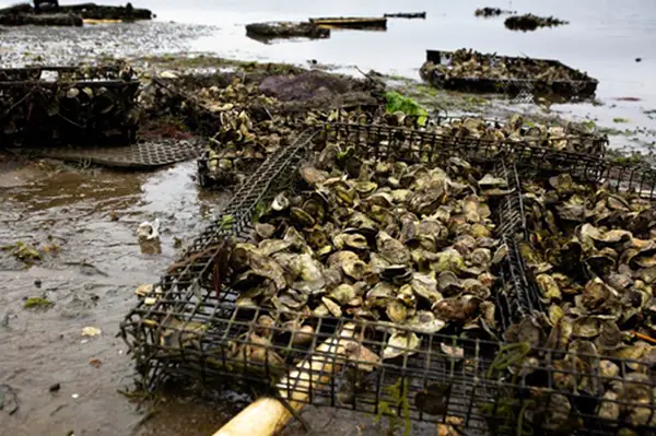 cape cod aquaculture: cape cod shellfish farms