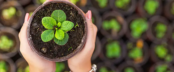 6 plant nurseries that inspire gardeners on nantucket