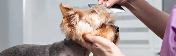 top 12 dog groomers on cape cod, the islands and plymouth