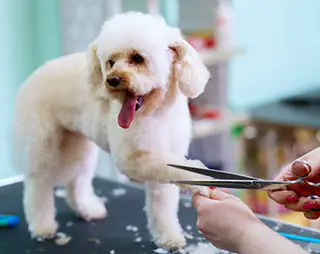 top 12 dog groomers on cape cod, the islands and plymouth