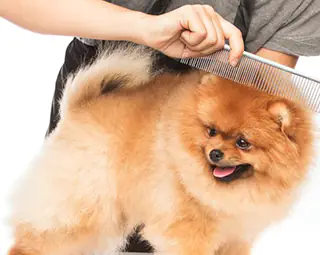 top 12 dog groomers on cape cod, the islands and plymouth beach